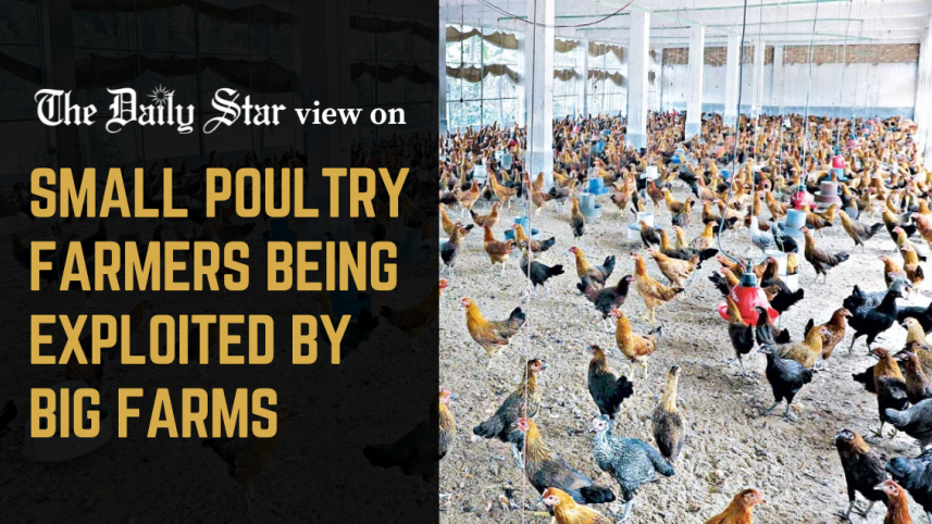 small poultry farmers being exploited by big farms