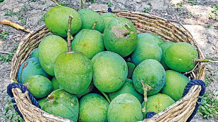 khulna_mango-17.jpg