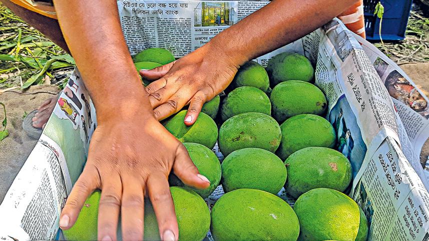 khulna_mango-24.jpg