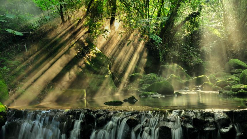 7 most beautiful forests around the world 