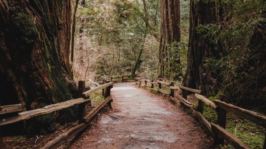 redwood national parks 7 most beautiful forests around the world 