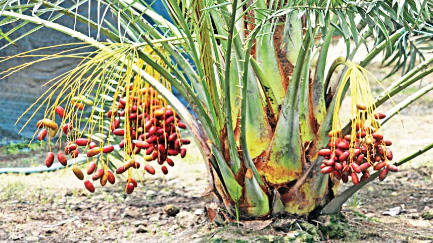date-cultivation-1.jpg