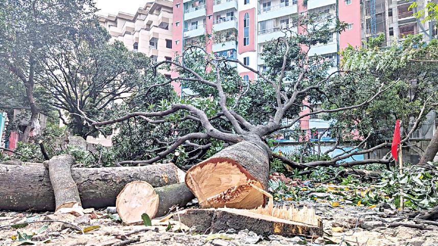 public-works-department-tree-cuts.jpg