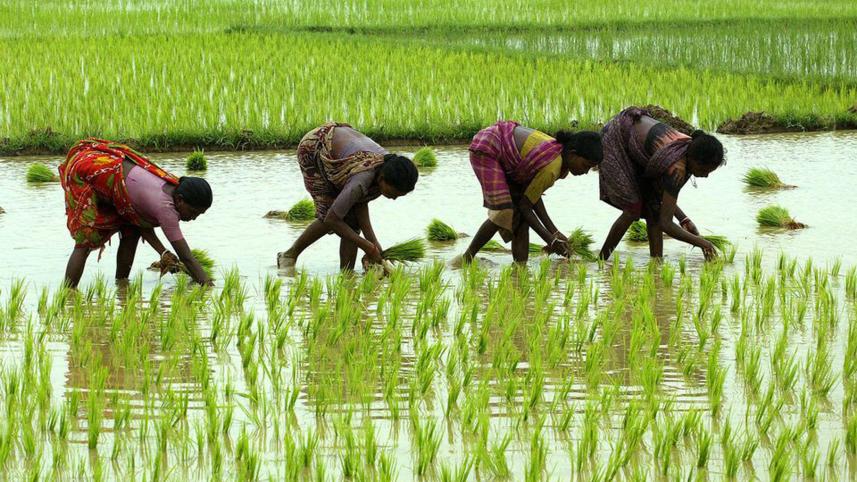indias-rice-area.jpg