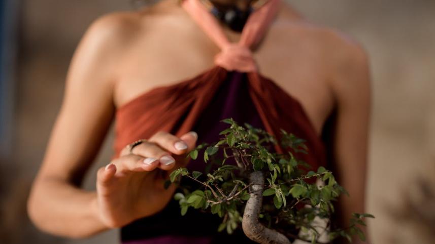 The fascinating world of bonsai