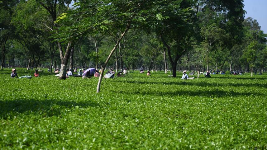 Kazi and Kazi Tea estate