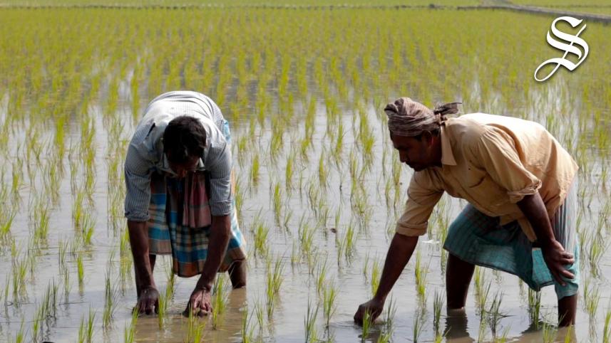 patuakhali_agriculture.jpg