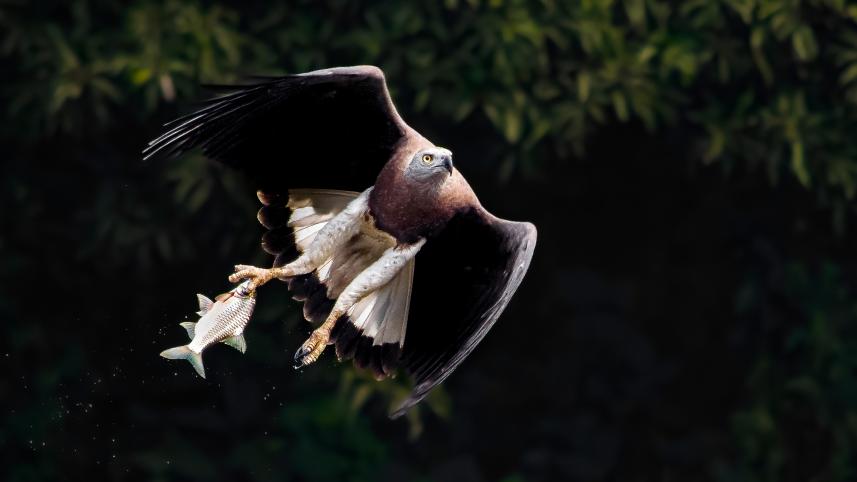 Birds of the National Botanical Garden: A photographer’s sanctuary