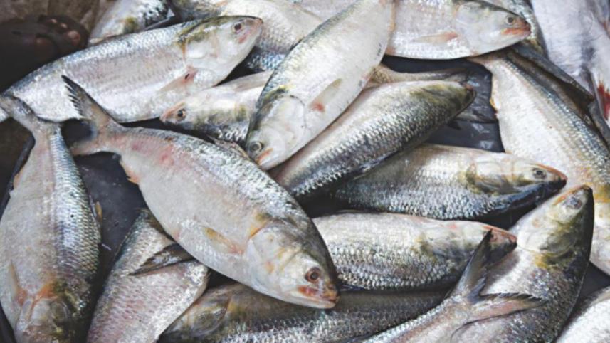 how male Hilsa become female