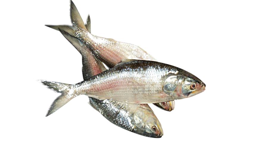 ilish-1.jpg