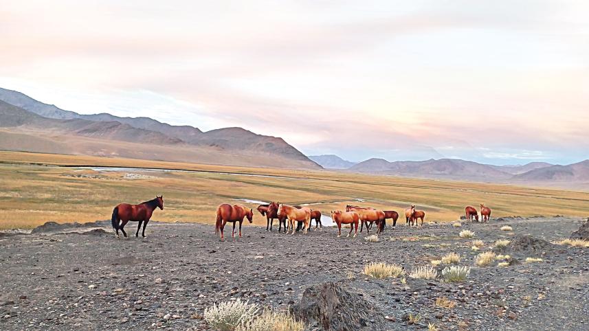 wild-horses.jpg