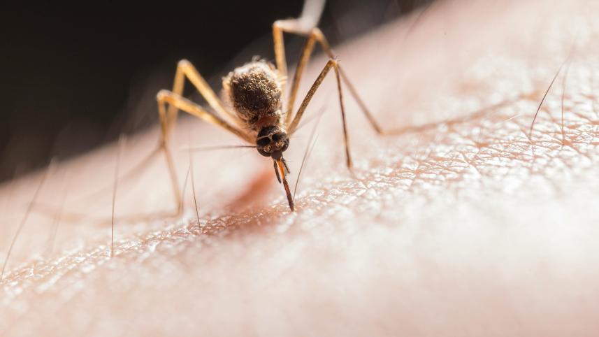 Battling dengue: Simple steps to stay safe during the outbreak                     pexels-jimbear-2382223.jpg