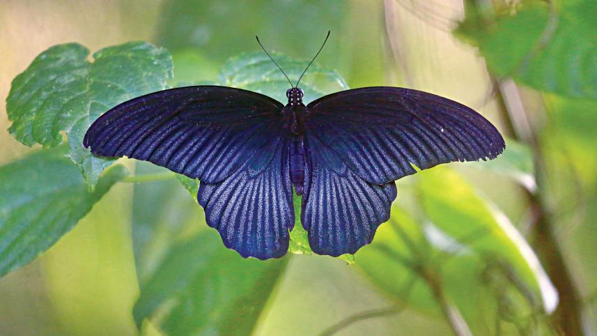 great-mormon-butterfly.jpg