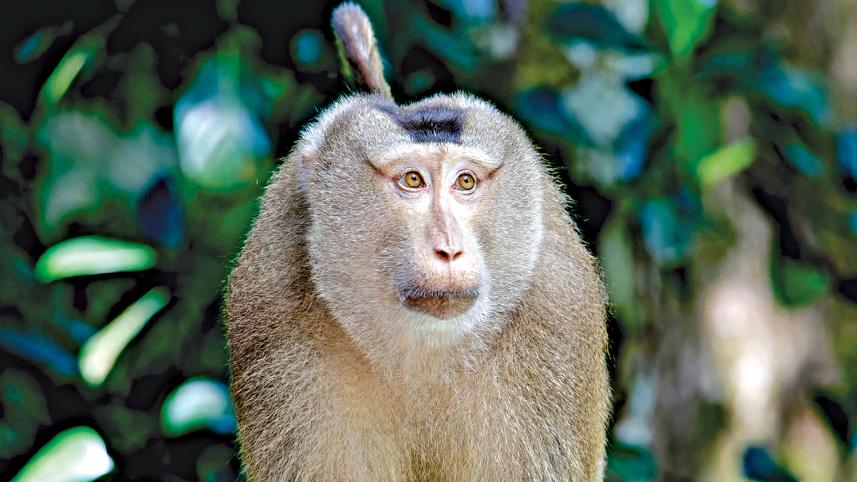 oapihtailed_macaque.jpg
