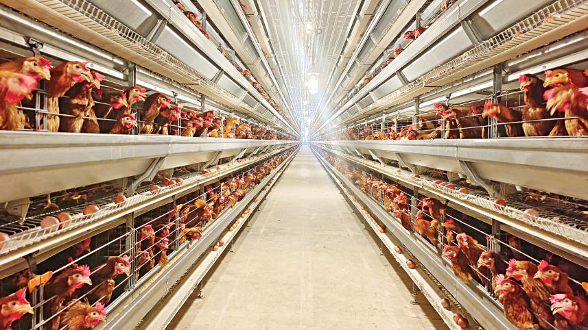 Pran investing Tk 600 crore in poultry by 2027
