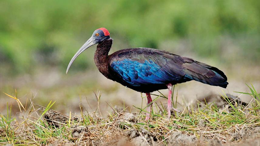 red-naped-ibis-wandering.jpg