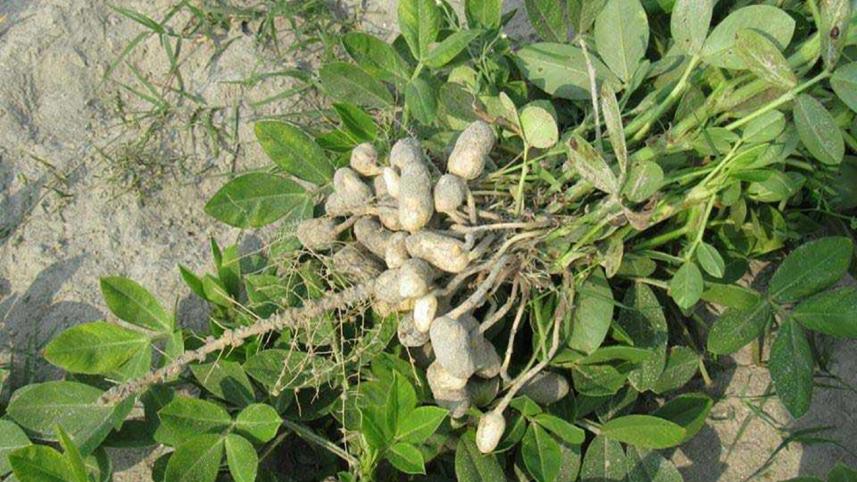 peanuts-tangail.jpg