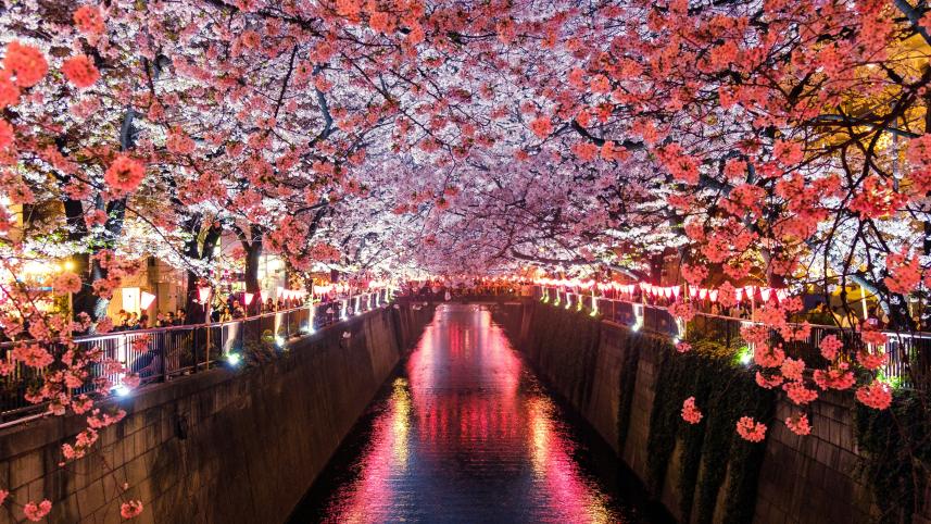 5 scenic Asian spots where cherry blossoms will take your breath away            sora-sagano-8sozj8jf0s8-unsplash.jpg