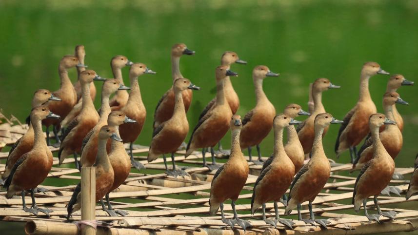lesser-whistling-duck