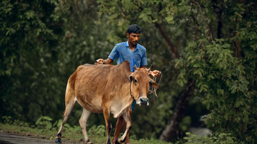 Qurbani Eid 101: Keep your sacrificial animal happy and healthy        pexels-niloy007-32391385.jpg