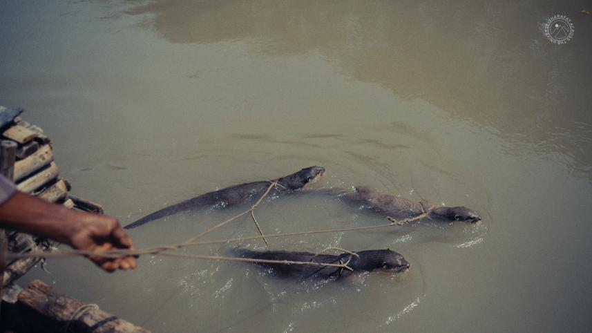 Why Narail’s otter‑fishing tradition could disappear forever