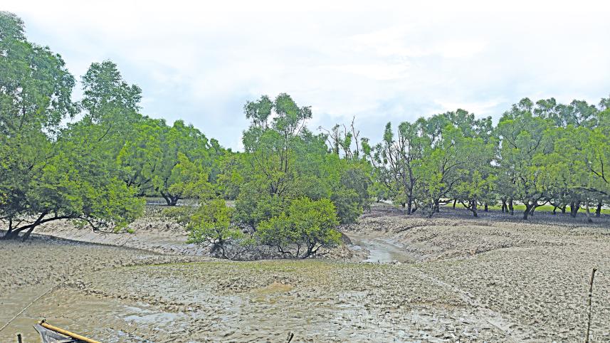 sundarban.jpg