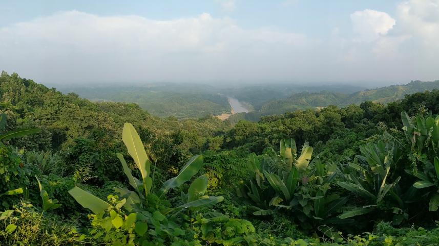 What Bangladesh’s forgotten trees tell us about nature’s fragility