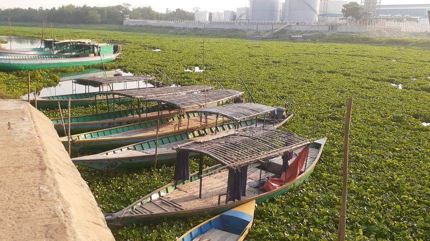 Water hyacinth_ff24.jpg