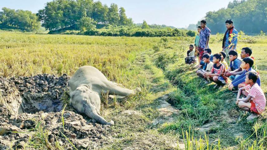 human-elephant conflict.jpg