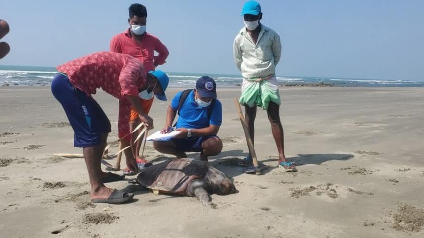 70 Olive Ridley Sea Turtles Found Dead on Coxs Bazar Beach.jpg