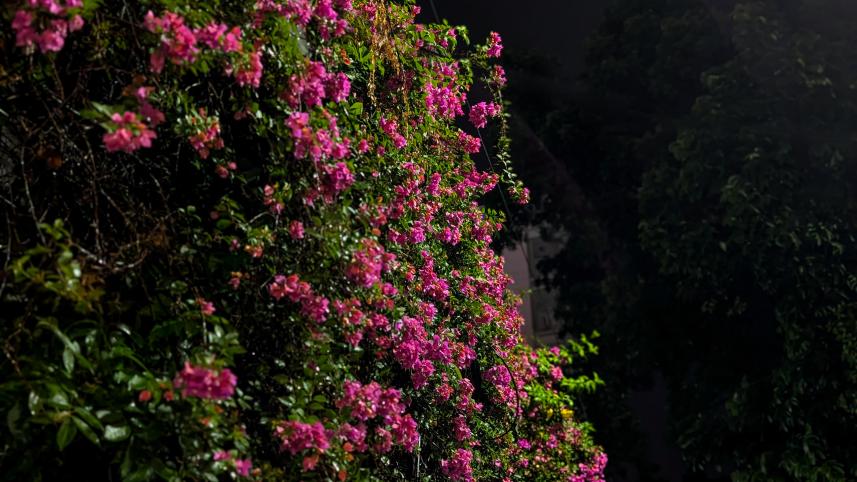 My dhaka -- bouganviliea.jpg