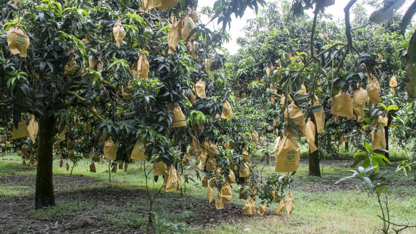 Story for Weekend ReadWR- Mostafa Shabuj-25.08.25_03cf.jpg