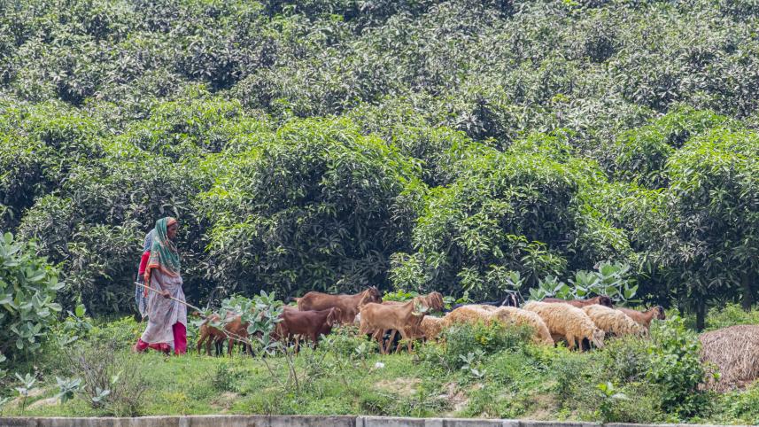 Story for Weekend ReadWR- Mostafa Shabuj-25.08.25_2922.jpg