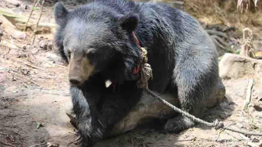 bear-baghaichhari (1).jpg