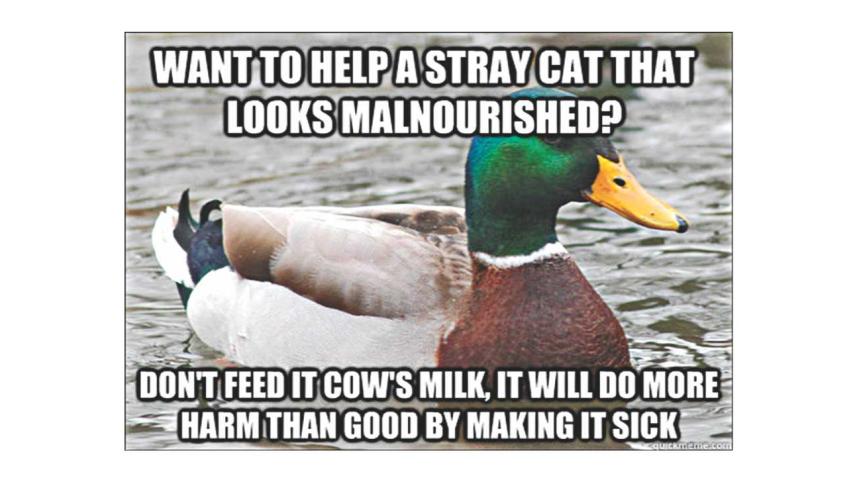 caring_for_stray_animals1_0.jpg