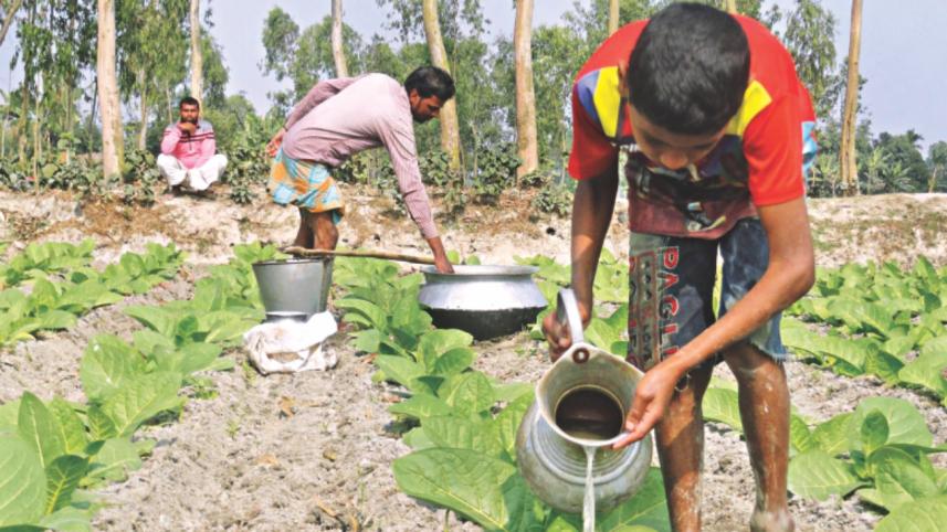 children tobaco plant.jpg