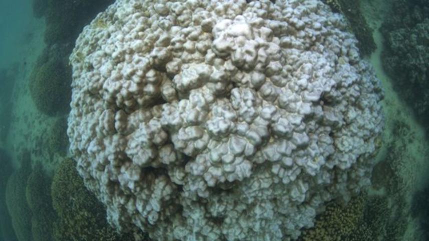 corals-2-WEB.jpg