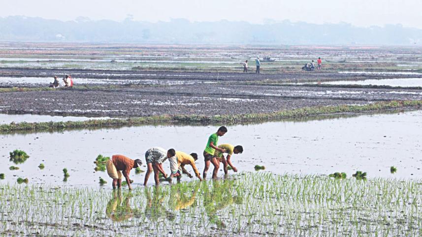 cultivation Boro paddy.jpg