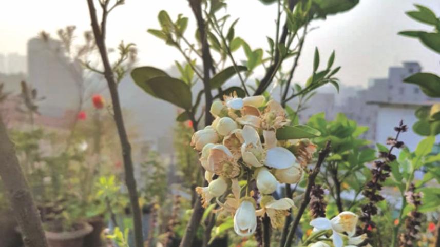 Loving and Living with Plants