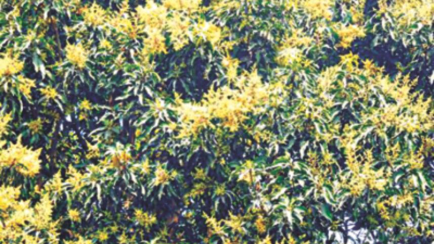 mango_flowers_bloom_1.jpg