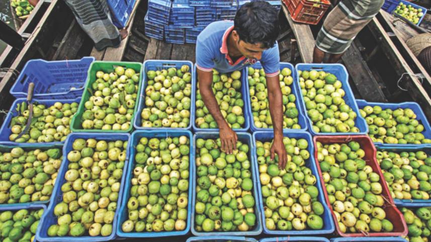 of_canals_and_guavas