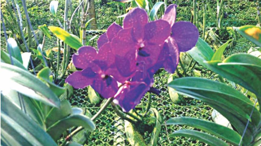 Orchids find a new home