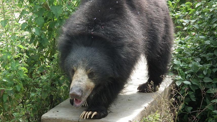 sloth bear.JPG