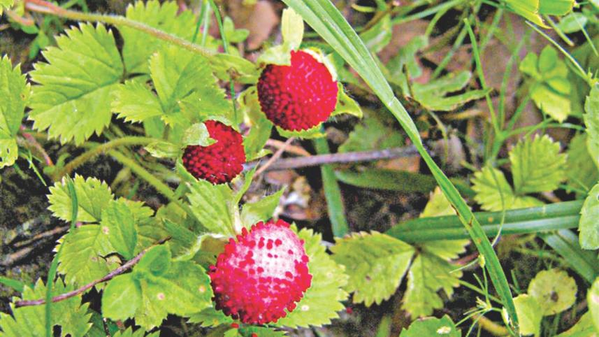 Wild strawberries...