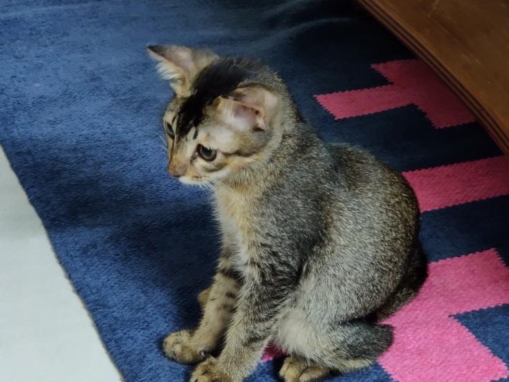 7 facts to consider before adopting a pet