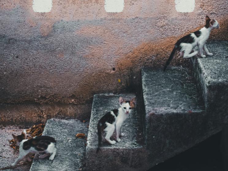 Think IQ is everything? Think again – Emotional intelligence is the game changer