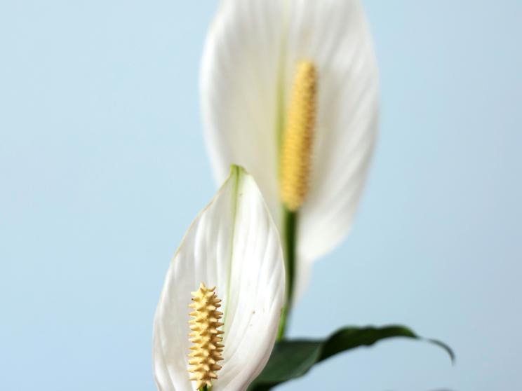 peace lilly    Want plants? Try these low-maintenance greens that are hard to kill!       lan-gao-2y8kivvvc0w-unsplash.jpg