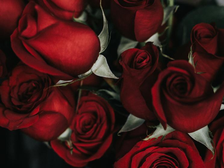 Rose    Seven days of Valentine’s love, seven ways to go broke!     sidney-pearce-ypmjlikzyc4-unsplash.jpg