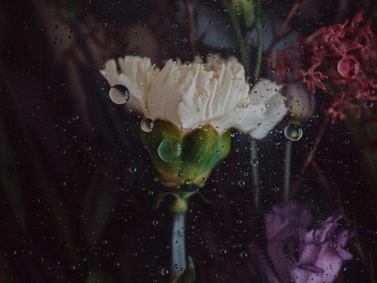 How to stop your flowers from dying as fast as your New Year’s Resolutions         tamara-harhai-r7ev-nqluvy-unsplash.jpg