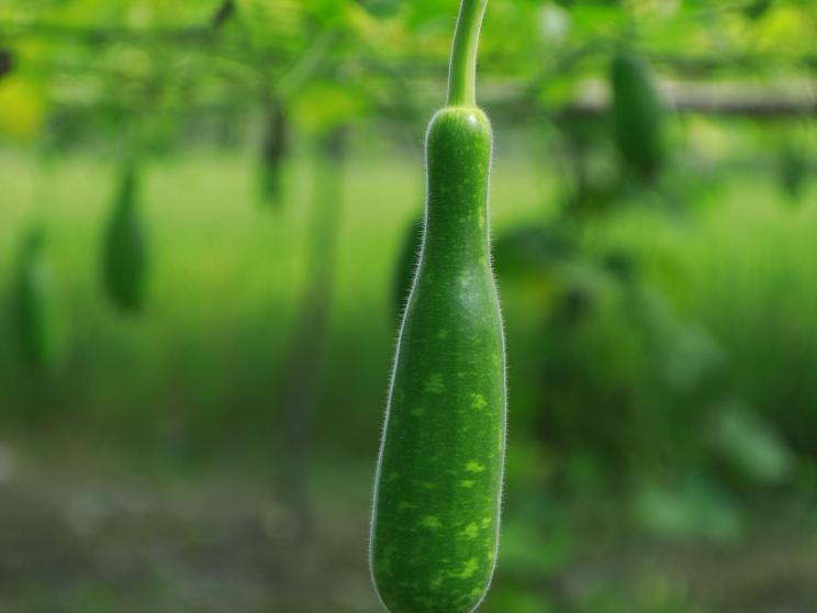 Bottle gourd    manoj-roy-js02qwnpoaa-unsplash.jpg
